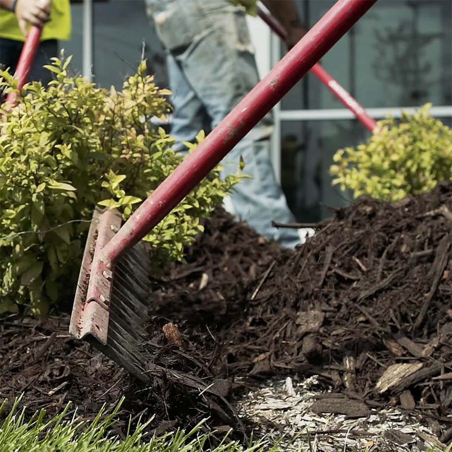 A person is mulching around bright green shrubbery with a red rake, spreading dark brown organic material on a garden bed in front of a commercial building.